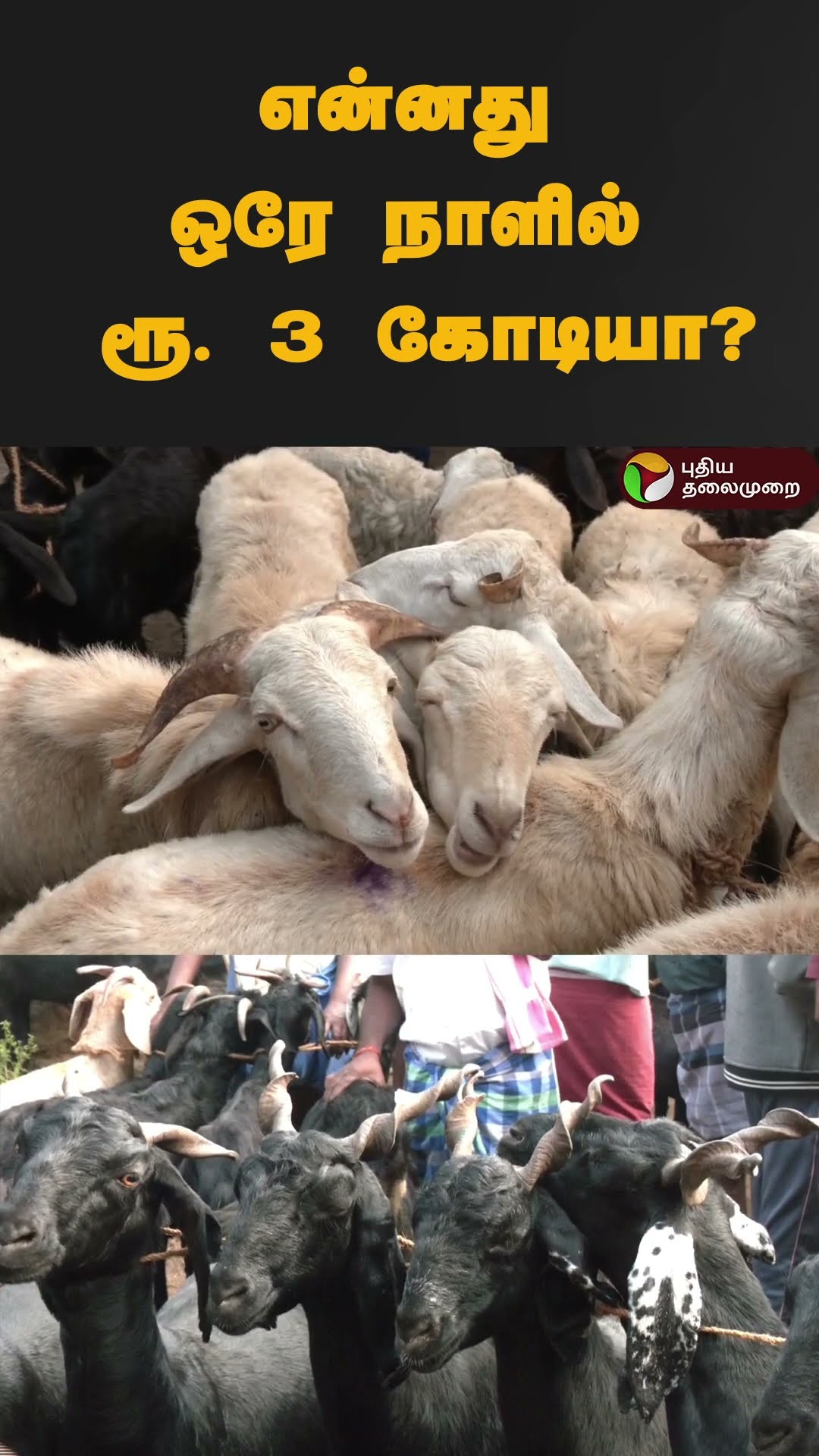 களைகட்டிய ஆட்டுச் சந்தை #shorts | #krishnagiri | #goat