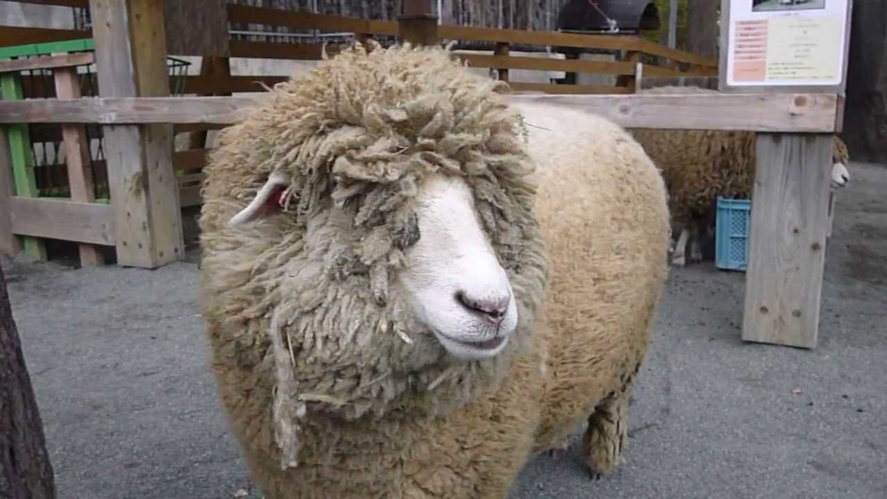 羊の鳴き声はメェメェ 日本と海外でどう違うのか比較してみた Life With You 羊