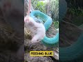 HOW FAST VENOM WORKS RARE BLUE VIPER HOW FAST VENOM WORKS RARE BLUE VIPER