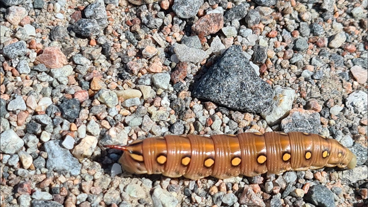 A walking hot dog YouTube