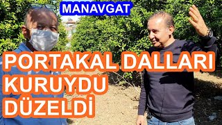 Portakal Ağacı Dallarında Kuruma - Nasıl Düzelir - Hangi Gübre Verilir - Ağaç Gübreleme