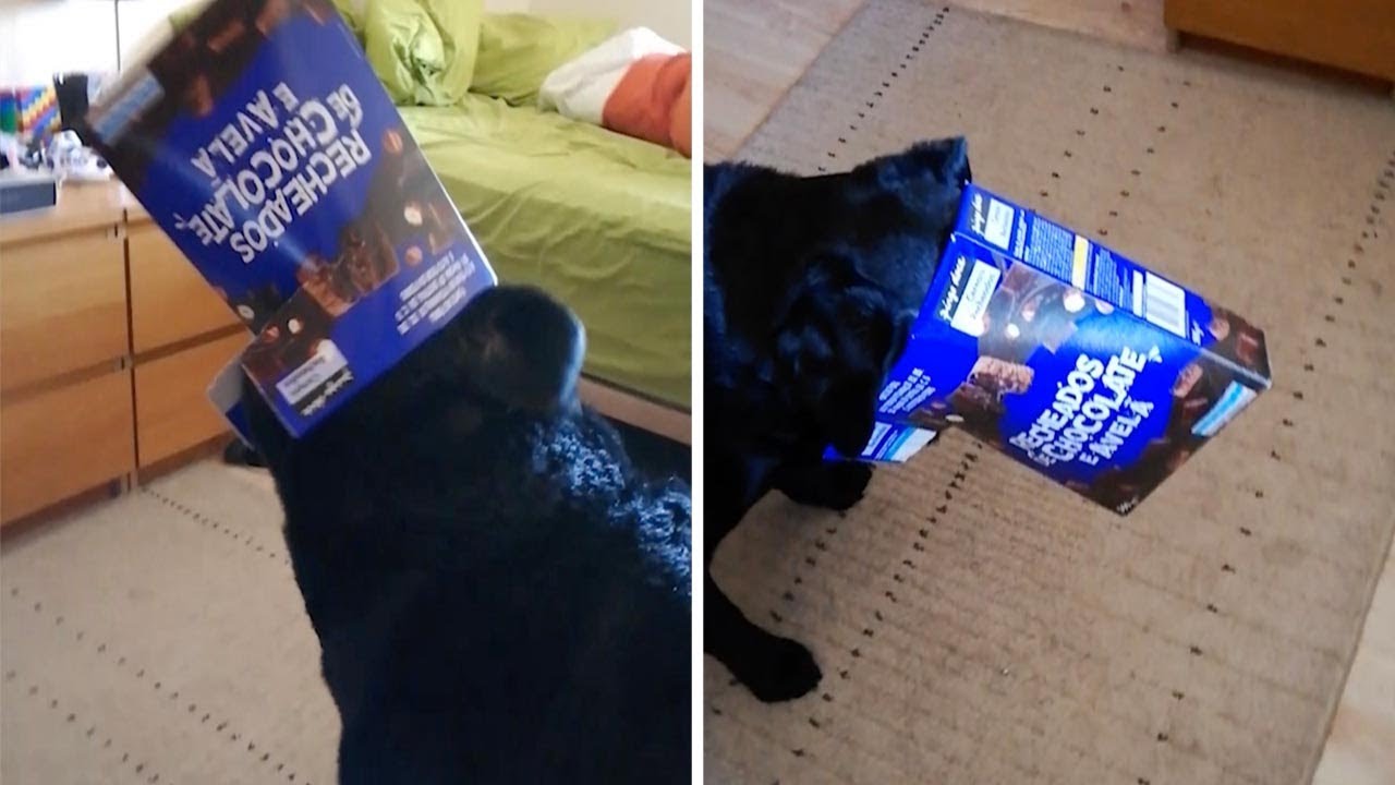 dog in cereal box