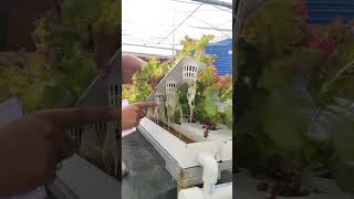 NFT Hydroponic System | बिना मिट्टी की खेती की नई तकनीक 🌿|NUTRIENT FILM TECHNIQUE|