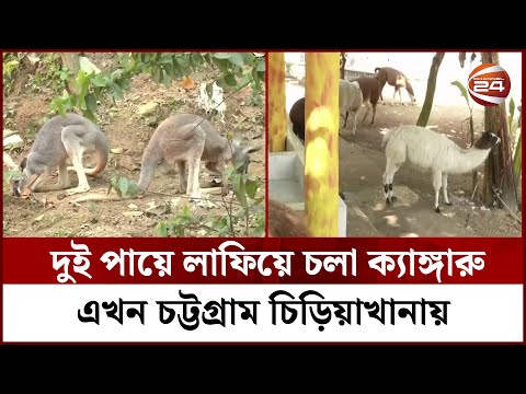 ভিডিও: ওয়াইল্ড এন আউটের নতুন সিজন কি?