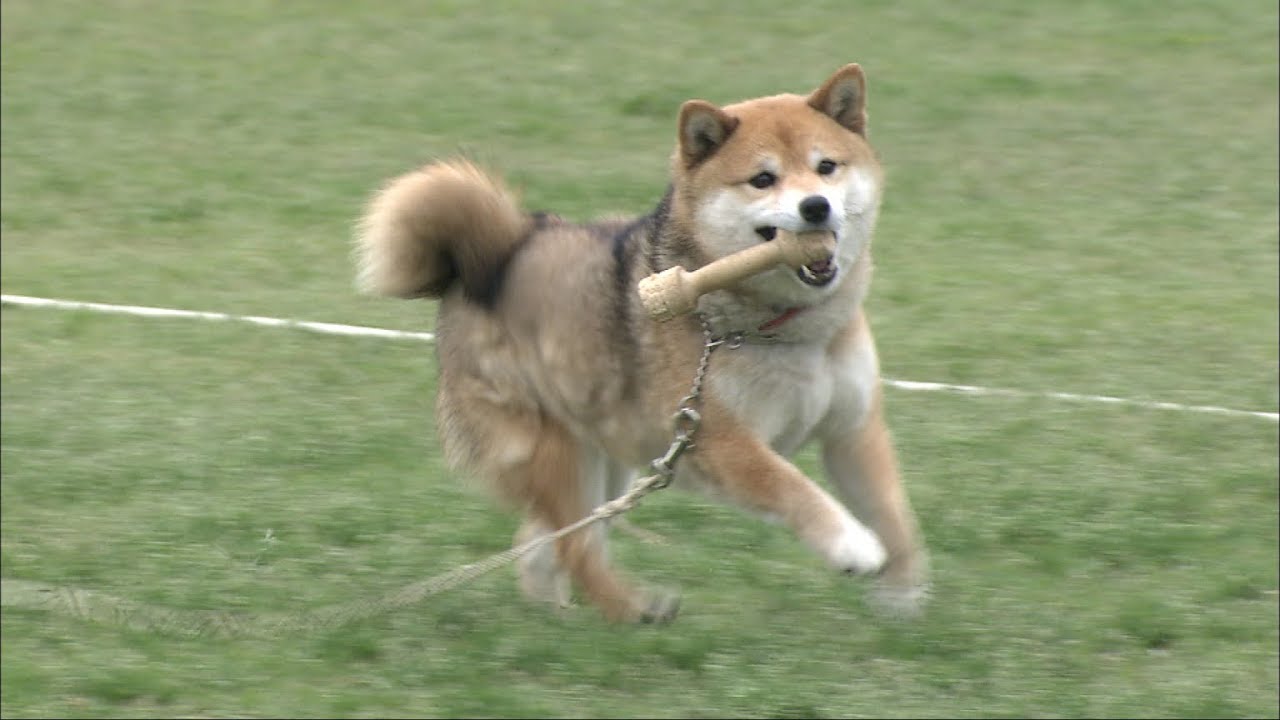 殺処分を免れた柴犬 愛ちゃん 警察犬をめざす 岡山で警察嘱託犬の審査会 Youtube