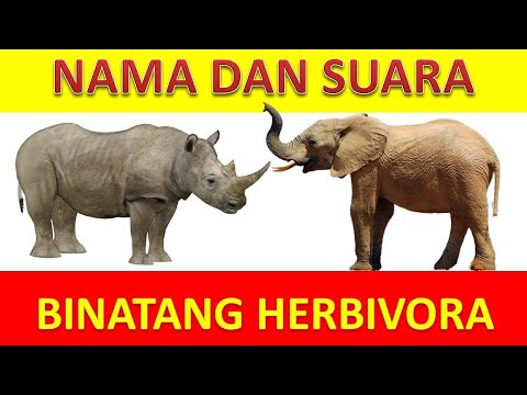 Belajar Nama  Hewan  Dan  Suaranya Untuk Anak Hewan  Pemakan 