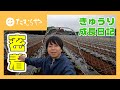 【みそ漬のたむらや】キュウリの成長日記〜前編〜【胡瓜のみそ漬ができるまで】