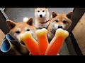 秋のボーナス支給