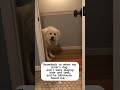 Dogs like playing hide-and-seek.#usa #tiktok #fypシ #puppy... #Shorts #yedda.catharine