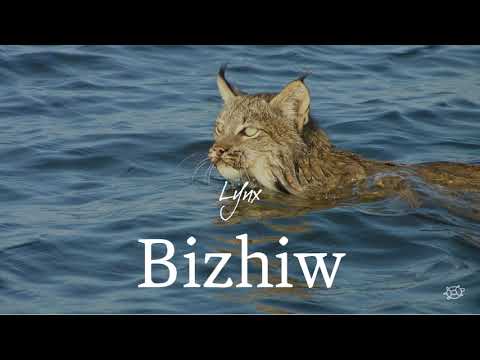 Wildlife: Anishinaabemowin, the Ojibwe language