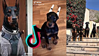 Famous Doberman Tik Tok Compilation I  Cutest Doberman Dogs and Puppies of 2021