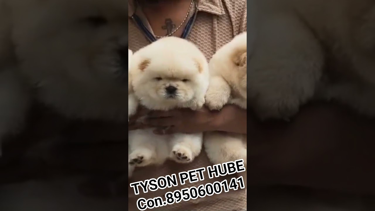 ultimate quality extra ordinary chow chow puppy available in Tyson pet hube all information DM