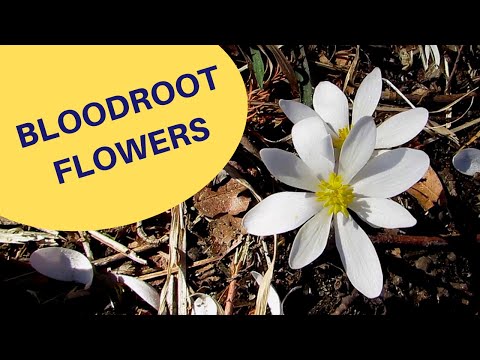 Video: Bloodroot Flowers - Mengembangkan Maklumat Dan Fakta Mengenai Tumbuhan Bloodroot
