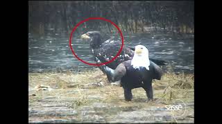 RARE: Hybrid Eagle Discovered! #Eagles #rare