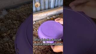 ไข่เน่าฟรีๆกลายเป็นอาหารเป็ดชั้นยอด