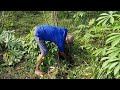 SATISFYING CASSAVA HARVEST PULLING PROCESS! AMAZING RESULTS! - agricultural