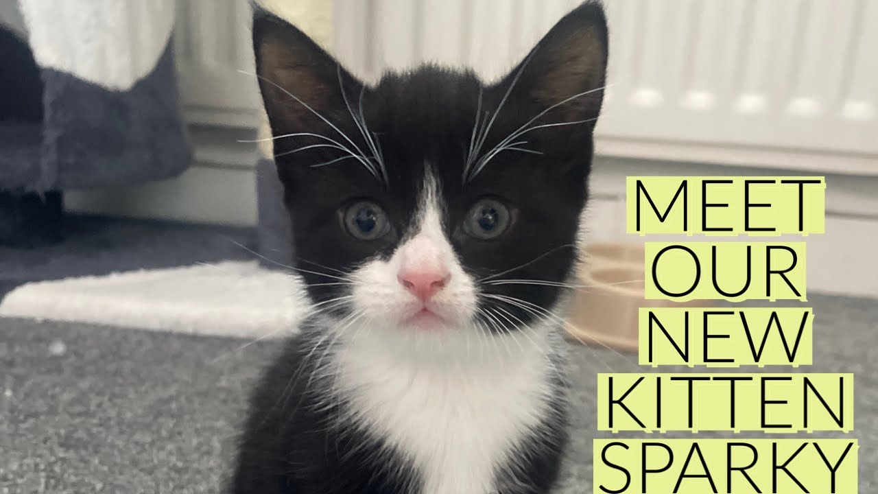 Introducing our new baby kitten YouTube