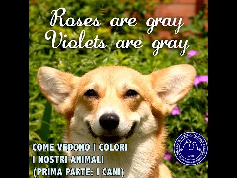 Video: È Vero Che I Cani Distinguono I Colori?