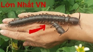 Hành Trình Tìm Bắt Rết Chúa Lớn Nhất Việt Nam .Thử Thách Bắt Rết Chúa Khổng Lồ.Catch Giant Centipede