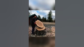 Huge maple cookies sliced with my chainsaw mill! Granberg Alaskan Mill!