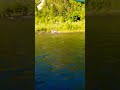 Riverside Zen Time  #shorts #short #nature