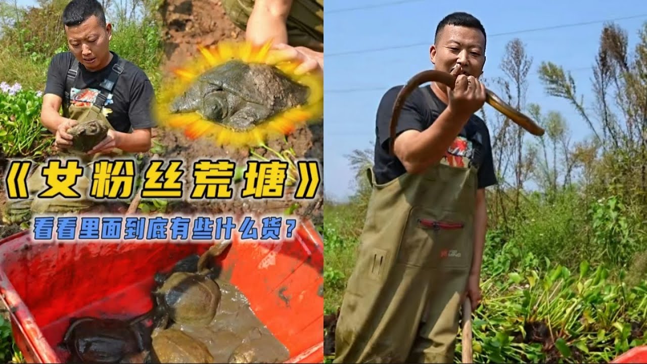 美女粉丝白送一口荒废鱼塘，没想到竟然上了这么多甲鱼#户外抓鱼 #户外捕鱼 #小飞哥抓鱼 #乡村生活 #农村生活