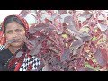 Village Food Farm Fresh Red Amaranth Recipe Farm Fresh Taro Leaf & Banana leaf Recipe Village Style