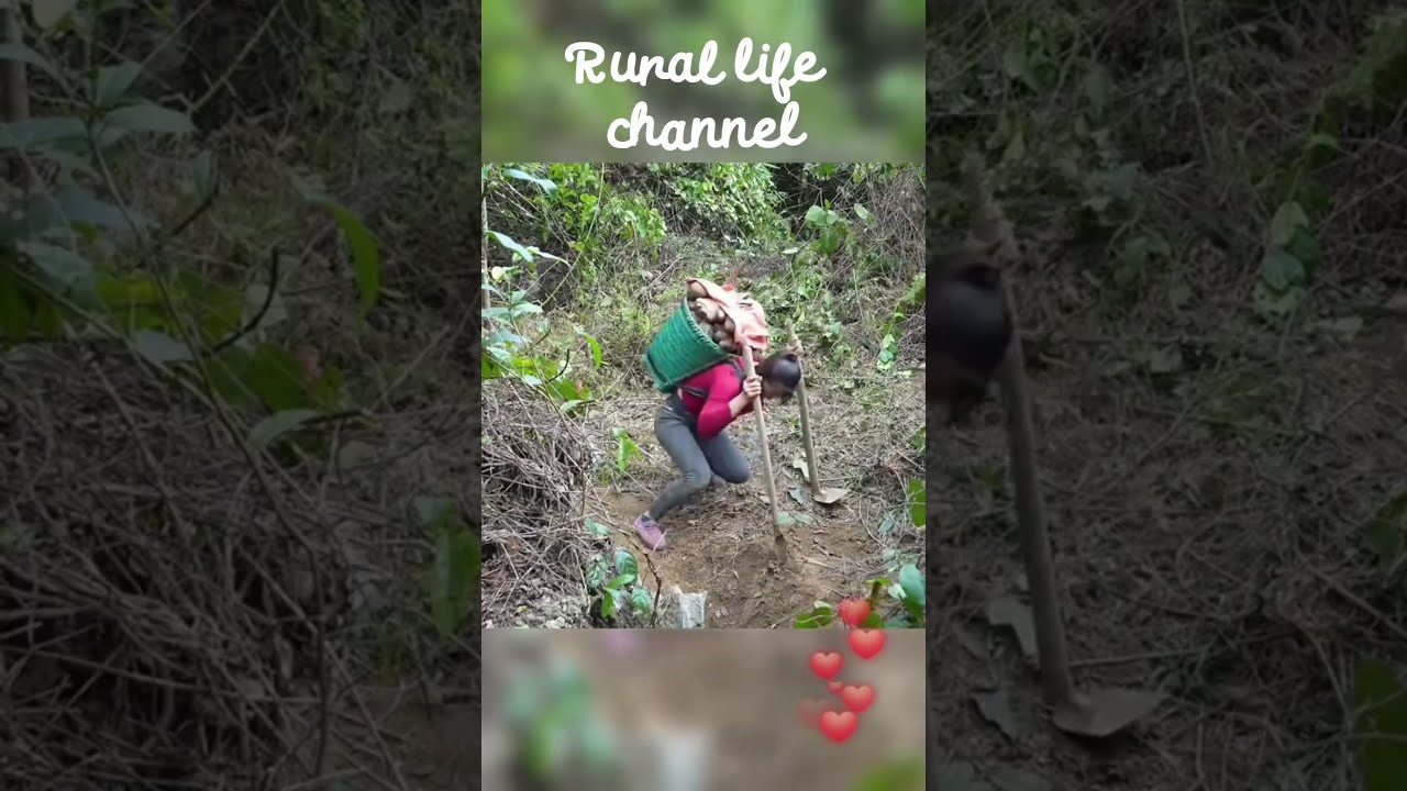 A Hardworking Village Girl Digs Up Wild Vegetable Roots In The Forest To Sell At Market