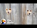 Dad Cuts "Peepholes" Into Fence So Dogs Can Say Hi To Mom | The Dodo