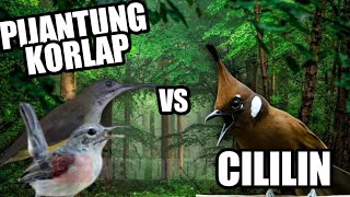 KORLAP BETINA VS PIJANTUNG PISANG VS CILILIN JEDA