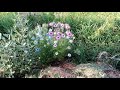 Blue, pink and white nigella flowers