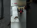¡Rescate Emocionante! ¡Perrito encadenado es salvado en la carretera! #youtubeshorts