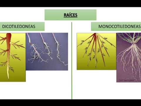 Video: Plantas Monocotiledóneas: Origen Y Características De La Clase