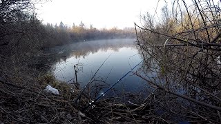 НЕ КАРАСИ, А КОНИ ВОДЯТСЯ В ЭТОЙ ЛУЖЕ!!!КАРАСЯМБЫ В МУТНОЙ ВОДЕ!!!