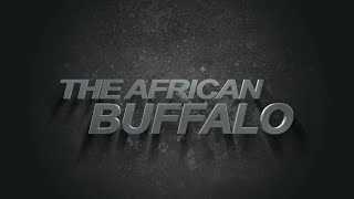 001 The African Buffalo mov