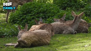 Delightful Deer Family Relaxing