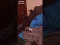 Cat fight funny video #viral