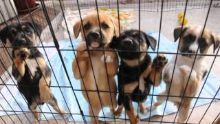 Rescue pups - Lab Hound mix.  Available Dec 19