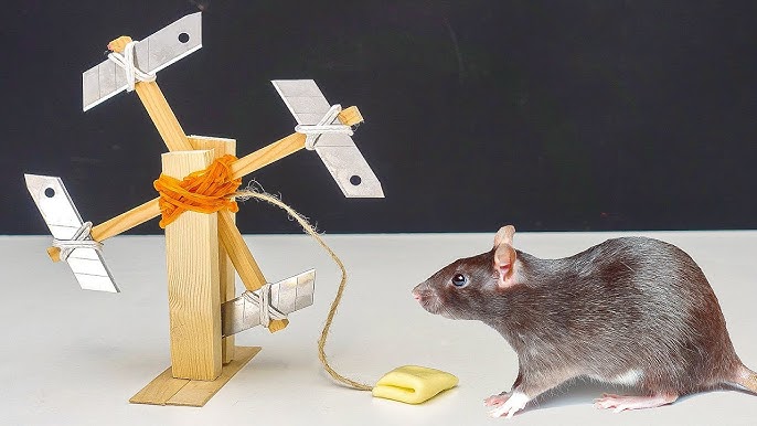 viral: joven atrapa a ratones con ingenioso truco casero usando  latas de gaseosas, YouTub, YT, Animales, Roedores, Asiáticos, Trucos, Redes Sociales, Video viral, Tendencias