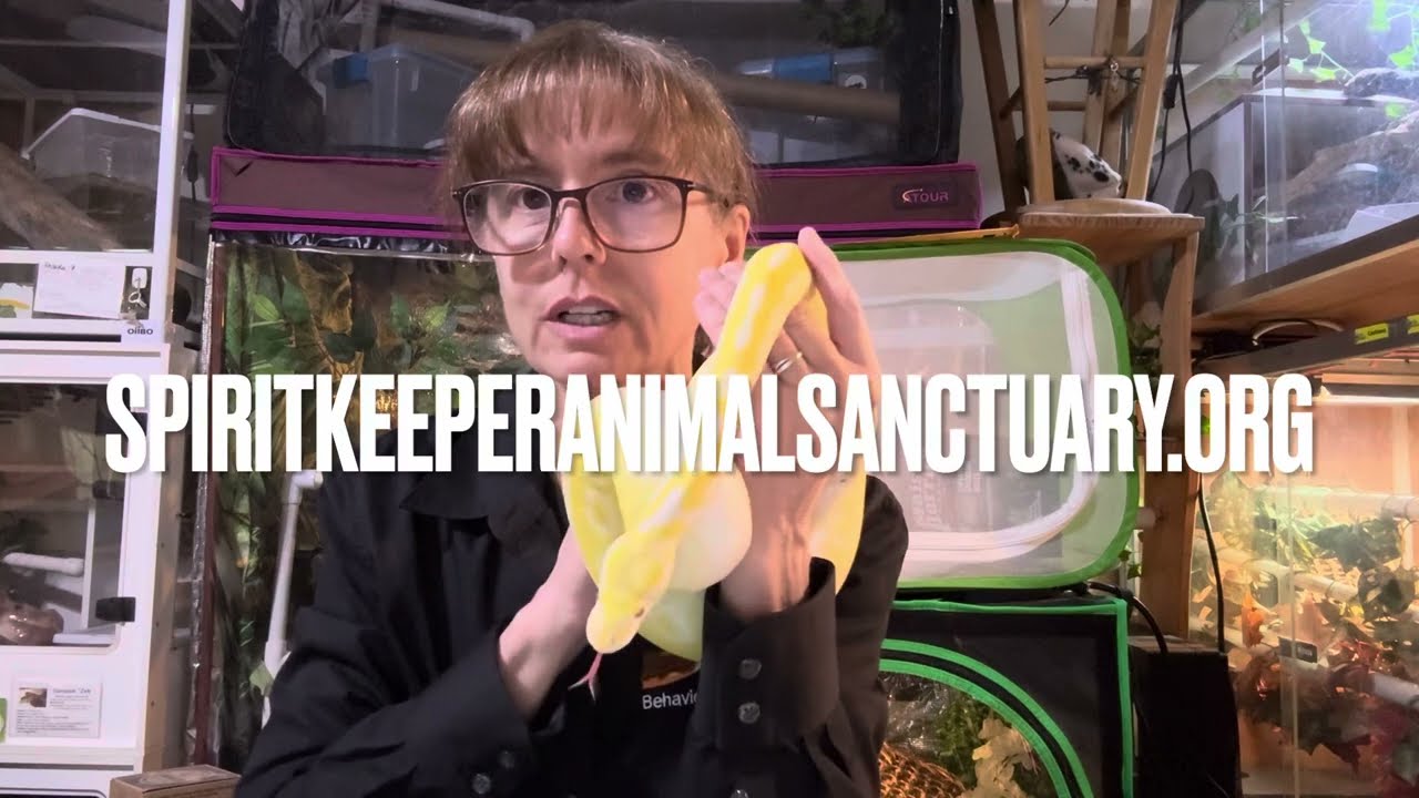 Новости о спасении змей: ноябрь 2025 г.