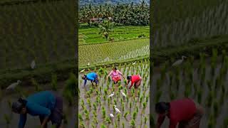 #fpv#drone #fpvfreestyle #gopro #dronestagram #addict #fpvpilot #quadcopter #dji #drone