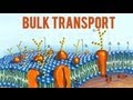 Cell Transport Mechanisms Quiz
