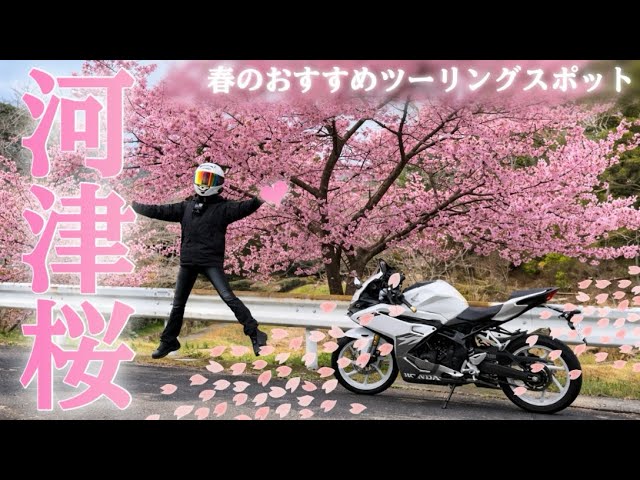 Female Biker] Kawazu Cherry Blossom Touring 🩷 in Hamamatsu