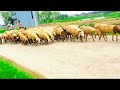 Bhedi or Bandar ka vlog video || Eppisode 190 #ytstudioes#mini #youtubevlogs #viral #video #cb vlog