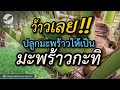 การปลูกมะพร้าวให้เป็นมะพร้าวกะทิ