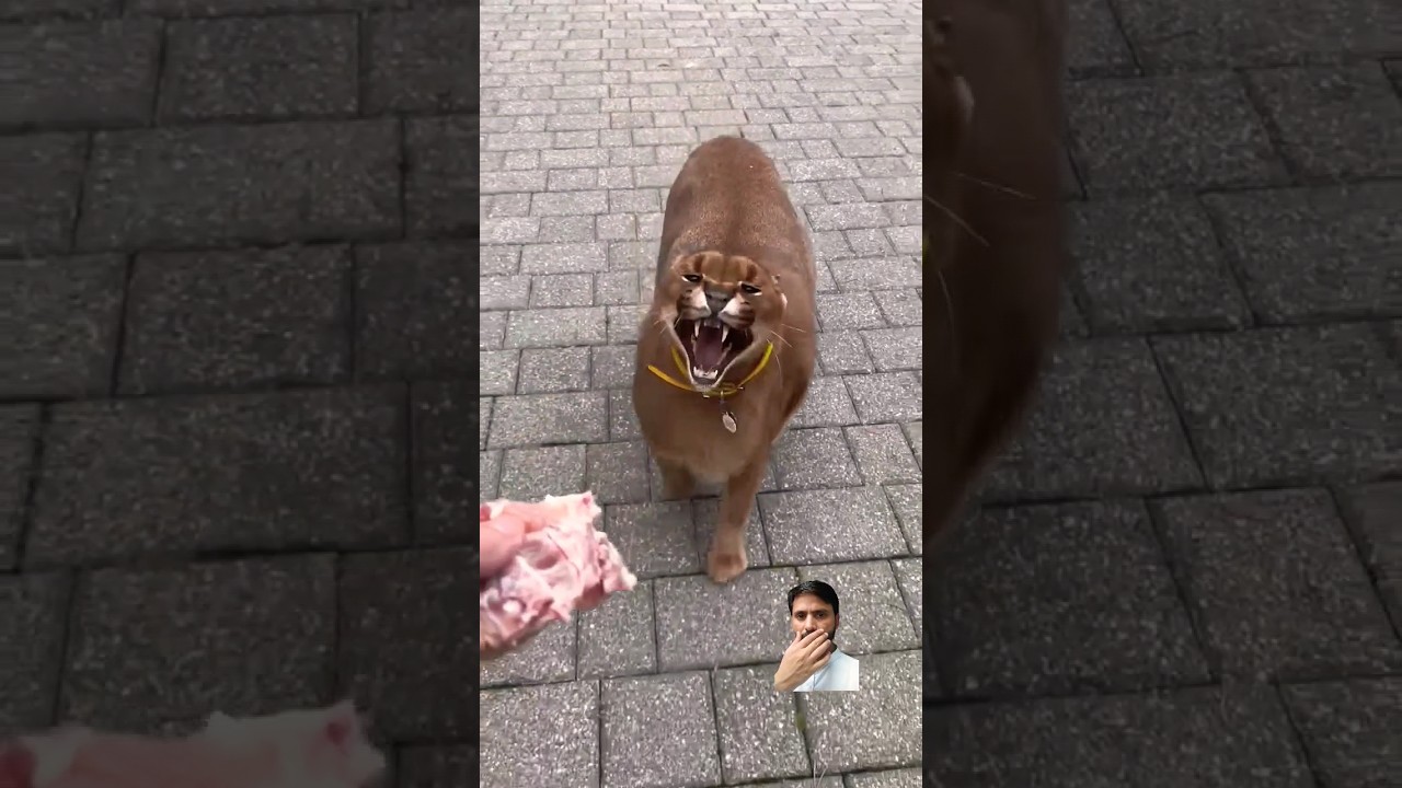 Pumpa is Coming 😲.       