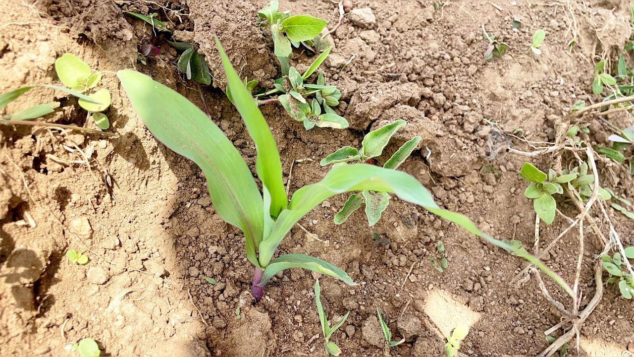 Healthy crops growing