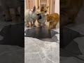 フレンチブルドッグとコーギーが落とし穴の絵にビビっているとマンチカンが・・・ #犬と猫 #賢い猫 #funnyanimalsvideos