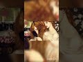 የአዳም የመጀመሪያ ሚስት ሔዋን ወይስ ሊሊዝ Shorts 