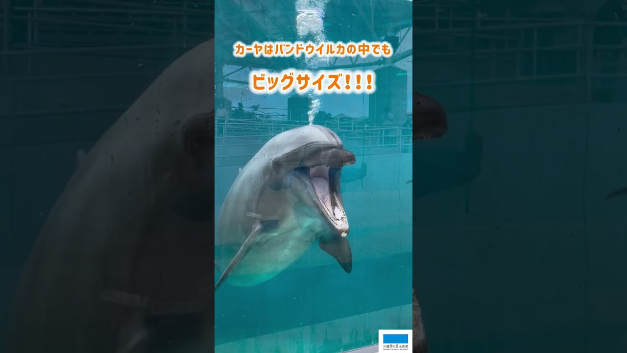 バンドウイルカのカーヤ🐬